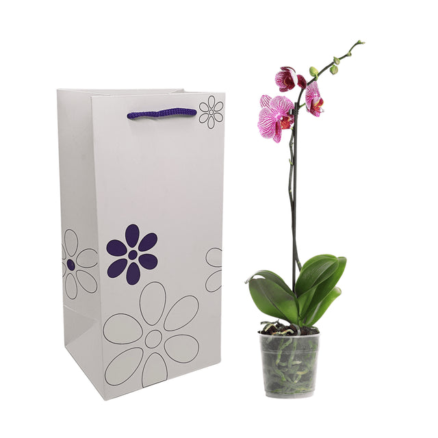Pungă hârtie MOV pentru flori (ORHIDEE) cu mânere din șnur textil 16 x 33(H) x 13cm