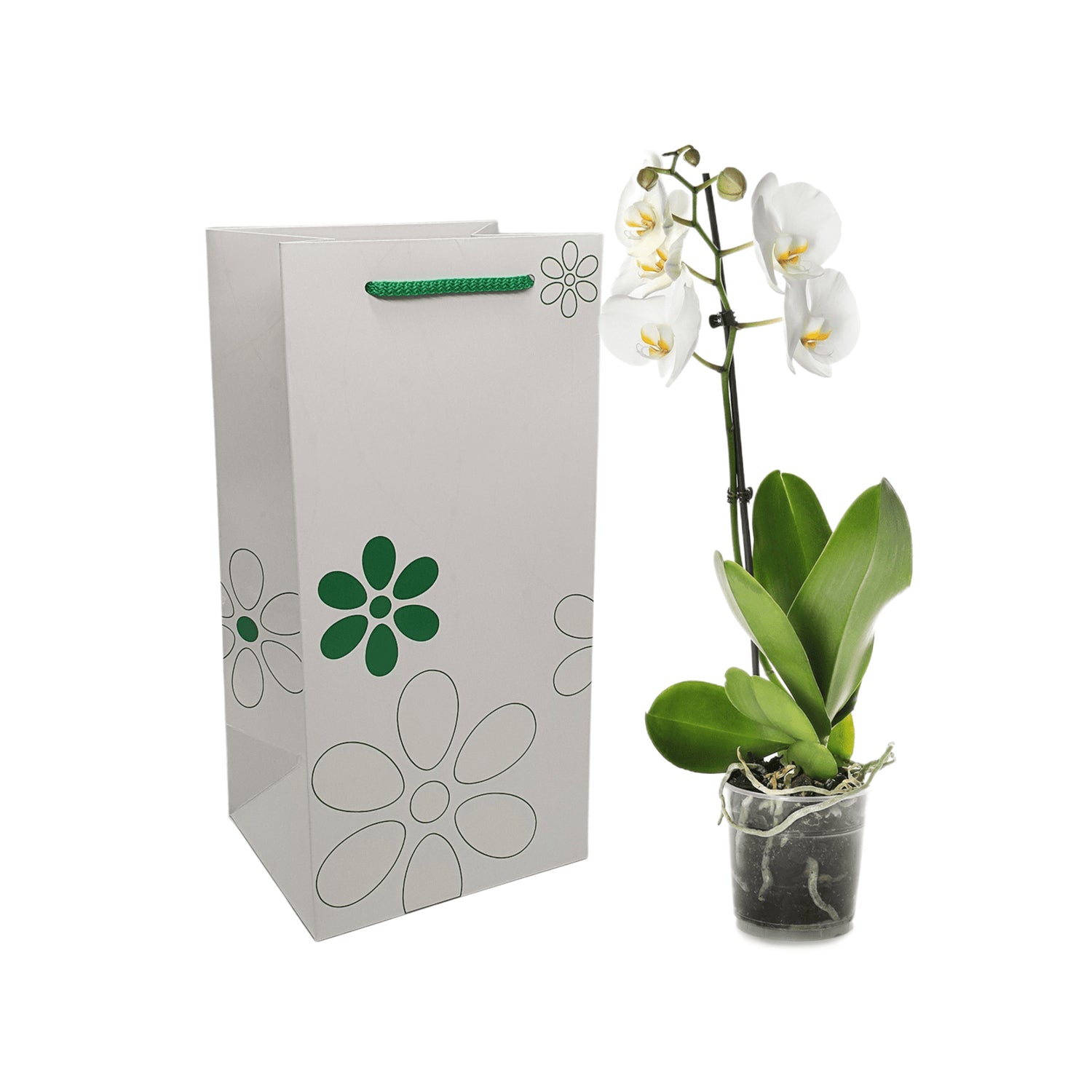 Pungă hârtie VERDE pentru flori (ORHIDEE) cu mânere din șnur textil 16 x 33(H) x 13cm