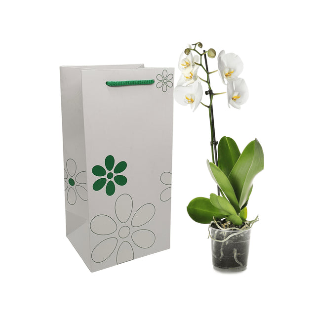 Pungă hârtie VERDE pentru flori (ORHIDEE) cu mânere din șnur textil 16 x 33(H) x 13cm